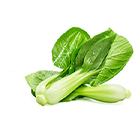 Chinese Cabbage